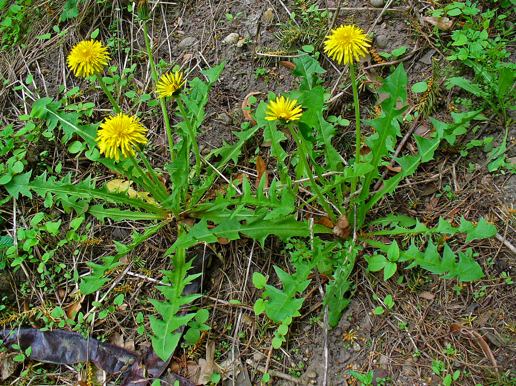 Taraxacum officinale