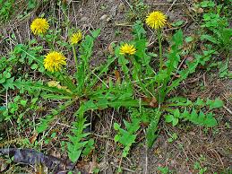 BACKYARD BIODIVERSITY: Dandelions