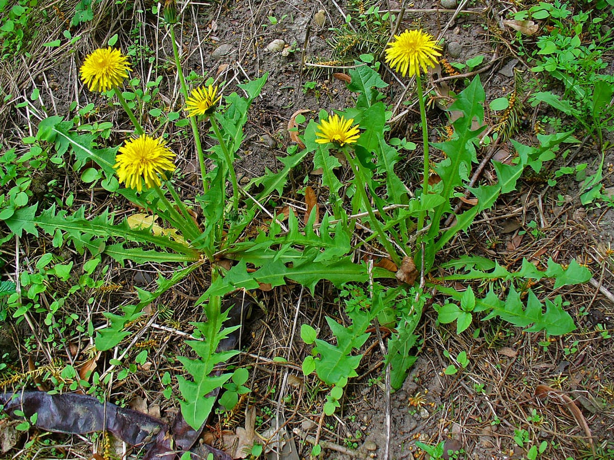 Salade de Pissenlits aux Lardons: A Wild French Spring Salad