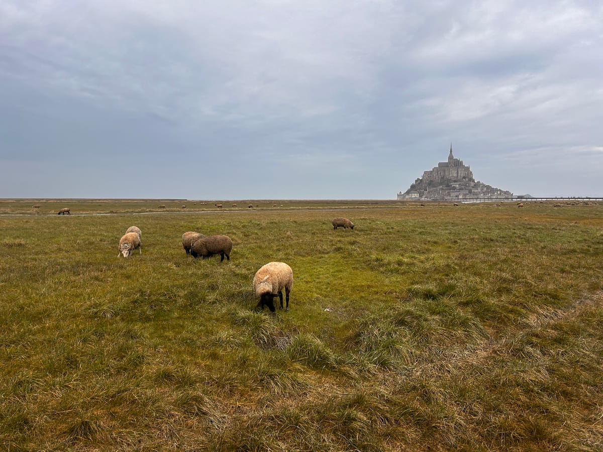 Self-Seasoning Lamb: The Salt-Marsh Sheep of Mont Saint-Michel