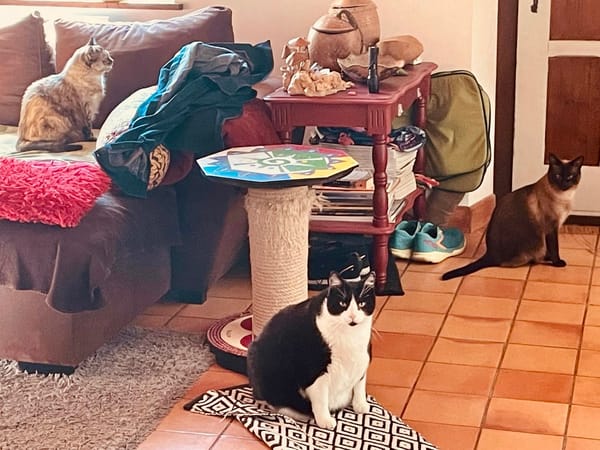 How Many Cats Is Too Many Cats? And Other Lessons from Living in Borrowed Homes