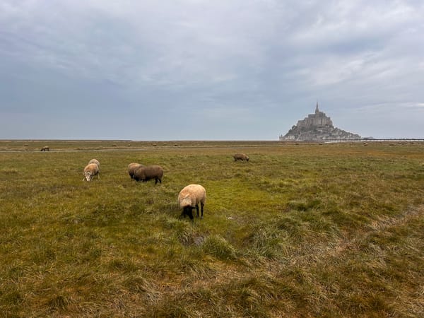 Self-Seasoning Lamb: The Salt-Marsh Sheep of Mont Saint-Michel